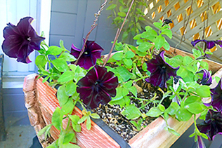 PurplePetunias