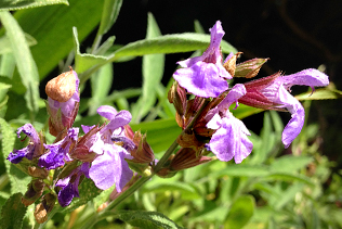 Purple Sage Blooms