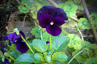 Purple Viola