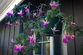 Purple White Fuchsia