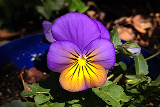 Purple and Yellow Violas