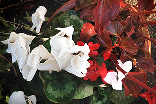 Red and White flowers