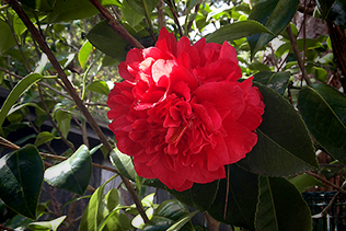 Red Camellia