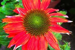 Red Coneflower