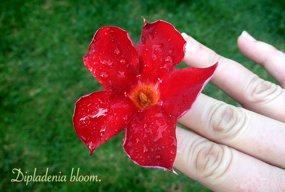 Red Dipladenia