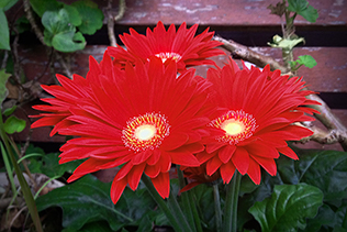 gerbera daisy