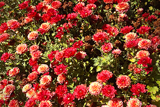 Red Mums