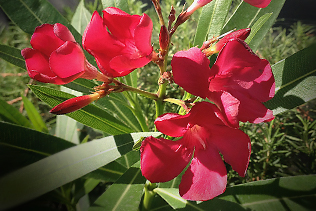 Red Oleander