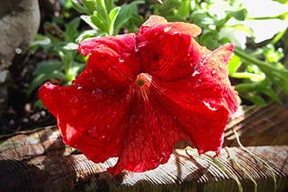 Red petunia