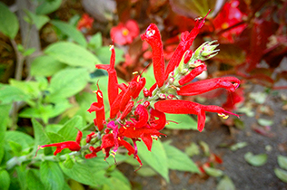 Red Sage flowers