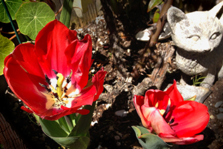 Red Tulips