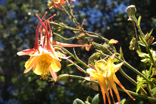 Red and Yellow Columbine