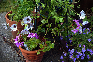 Repotted Daisy