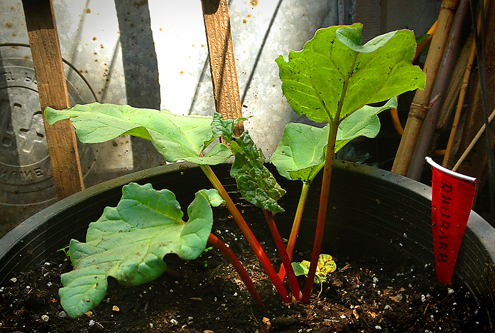 Rhubarb