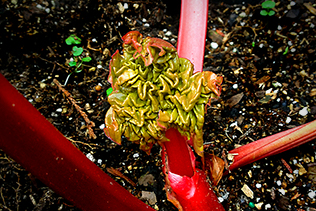 Rhubarb Leaf