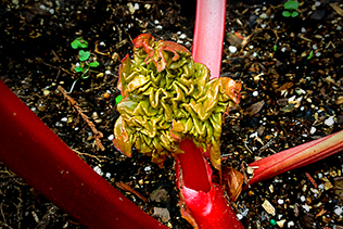 Rhubarb Leaf