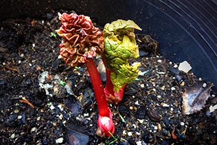 Rhubarb Sprouts