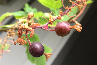 Ripening currants