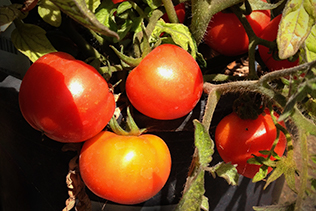 red Ripening Tomatoes