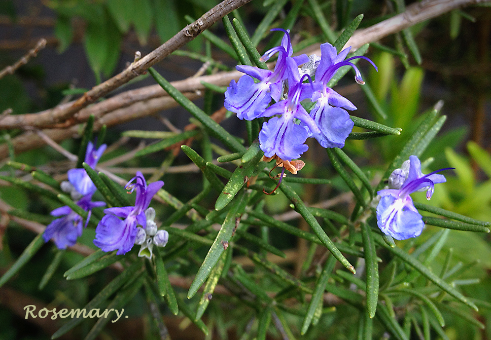 Rosemary Bush Blooms