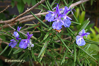 RosemaryBushBlooms