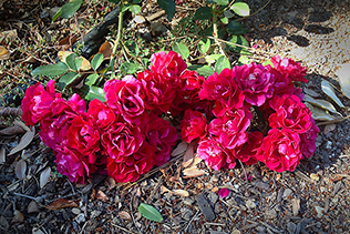 Roses on Ground