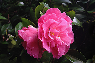 Ruffled Camellias