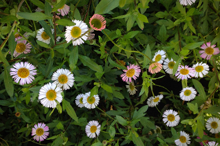 Santa Barbara daisies