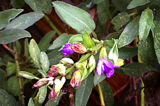 SageFlowers
