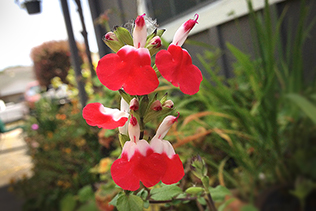 Salvia Blooms