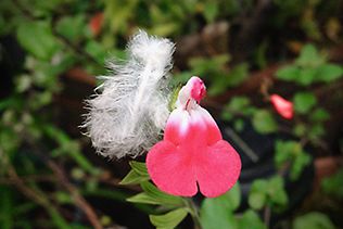 Salvia and Feather