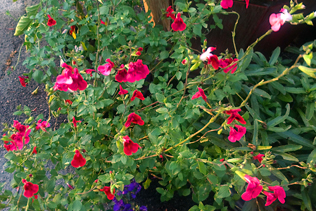 Salvia