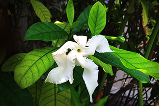 Samoan Gardenia