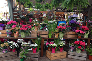 San Lorenzo Hydrangeas