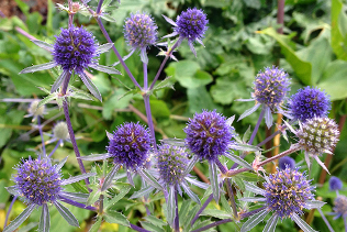 Sea Holly