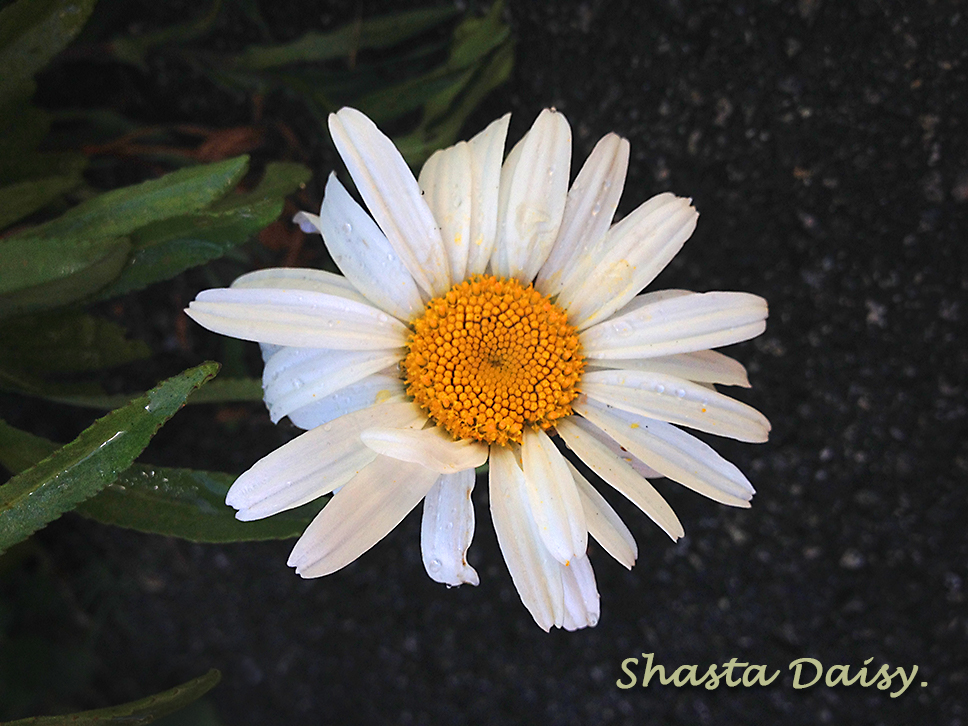 Shasta Daisy