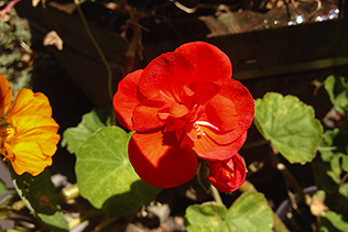 Single Red Geranium