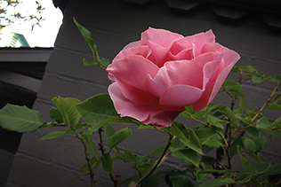 Single Pink Rose