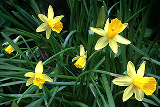 SixNarcissus