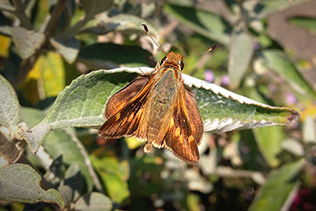 Skipper Moth