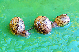 Snails