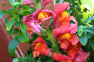 Snapdragons