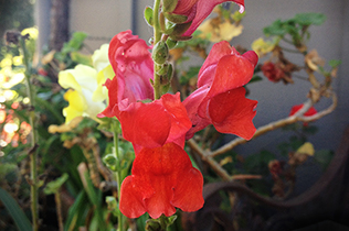 Snapdragons