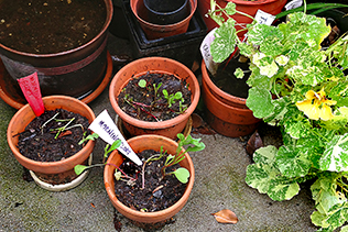 SoggySeedlings