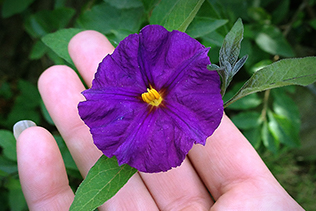 Solanum Bloom