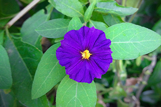 Solanum