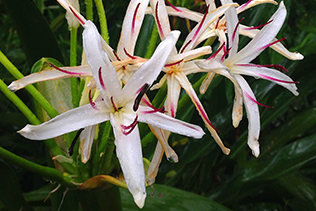 Spider Lily