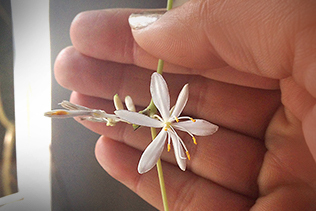 Spider Plant Bloom