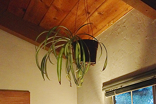 SpiderPlant