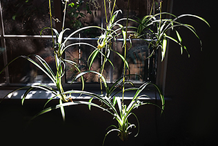 spider plants